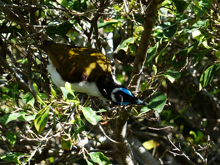 orella-mel-menjador blau, ocell, exot, Austràlia, entomyzon cyanotis, ocell cantador, menjador de mel