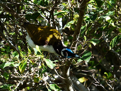 oreja azul-miel-eater, pájaro, Exot, Australia, entomyzon cyanotis, Songbird, comedor de miel