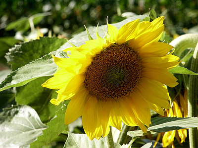 Sun flower, kwiat, kwiat, Bloom, żółty, roślina, Natura