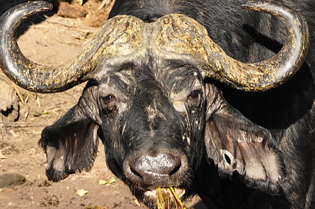 búfalo, búfalo de agua, animal, animales, desierto, naturaleza, feo