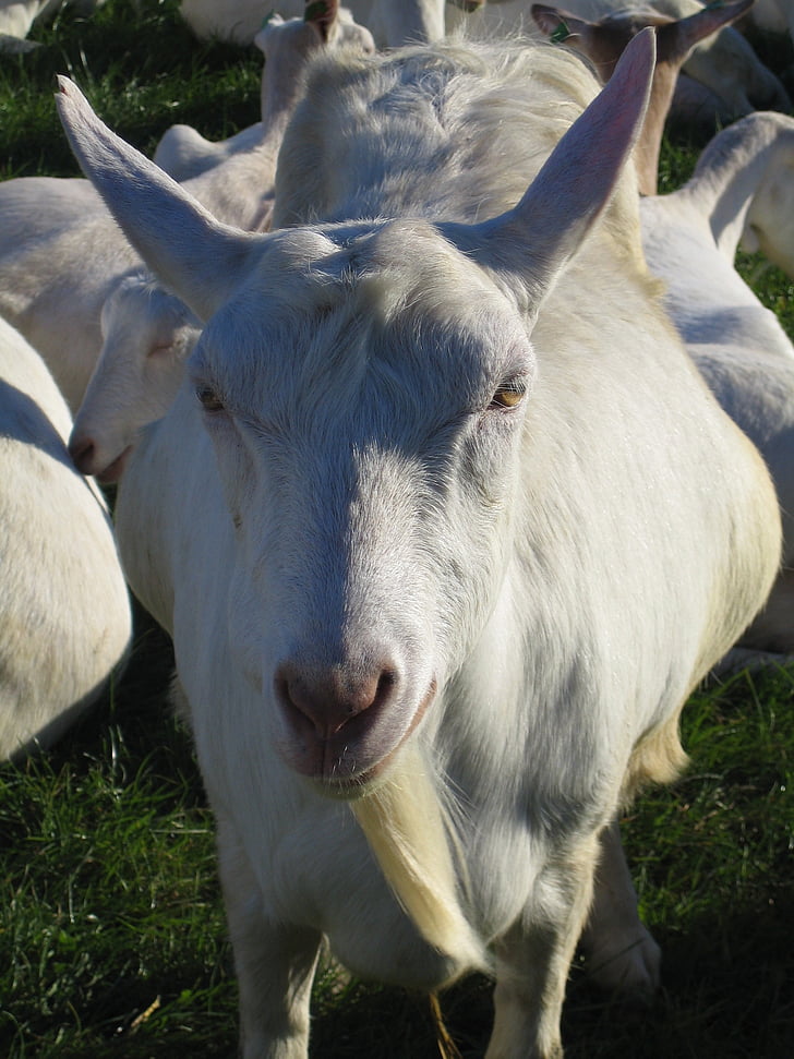 goat portrait, pet, bart, goat, livestock, farm, animal