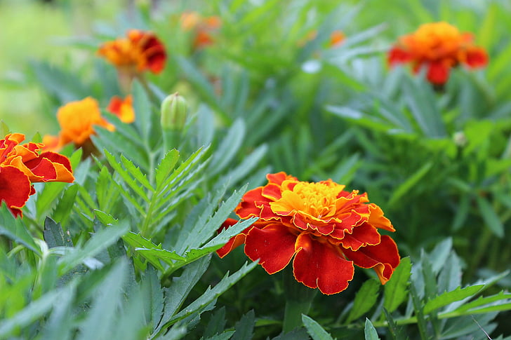 flowers, green, plant, summer, nature
