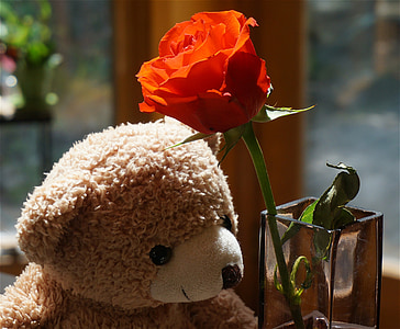 old teddy bear with rose, toy, stuffed animal, orange rose, rose, flower, blossom