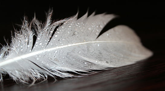 spring, feather fluff, white, fluffy, soft, bird feather, fluffity