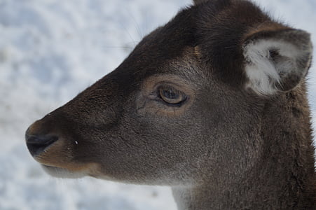 Roe deer, hươu fallow, hoang dã, mùa đông, tuyết, bộ lông mùa đông, wintry