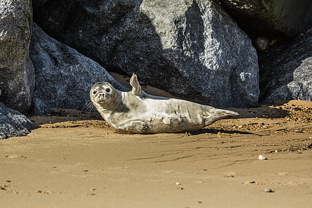 seal cub, beach, north sea, england, animal, mammal, nature