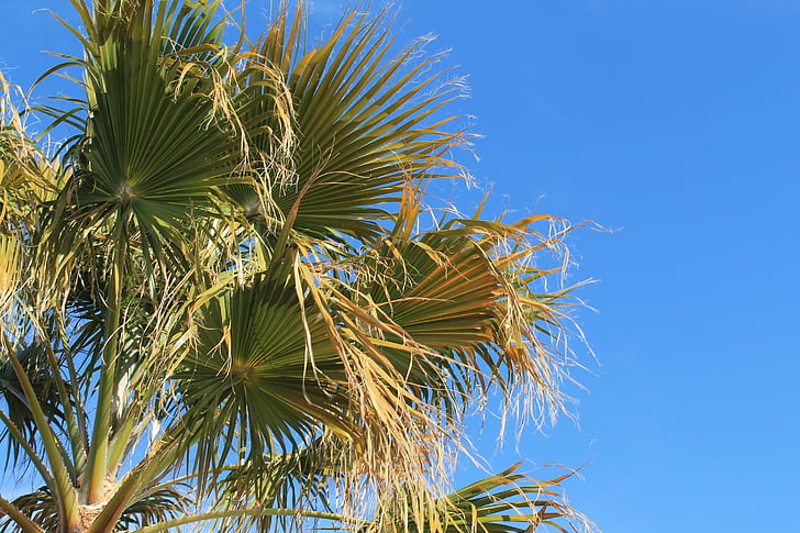 Palm springs, árbol de Palma, desierto, cielo, Palma, tropical, azul