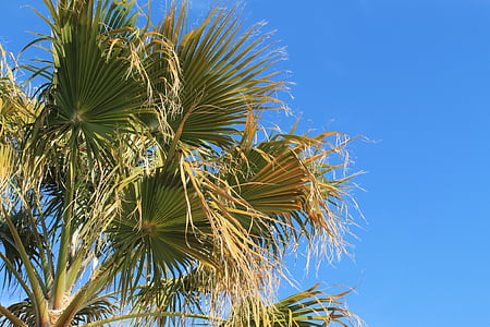 Palm springs, albero di Palma, deserto, cielo, Palma, Tropical, blu