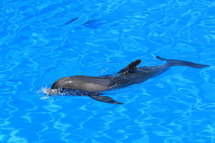 Delfin, akvariumas, delfinariumas, žinduolis, Loro parkas, Tenerifė, Kanarų salos