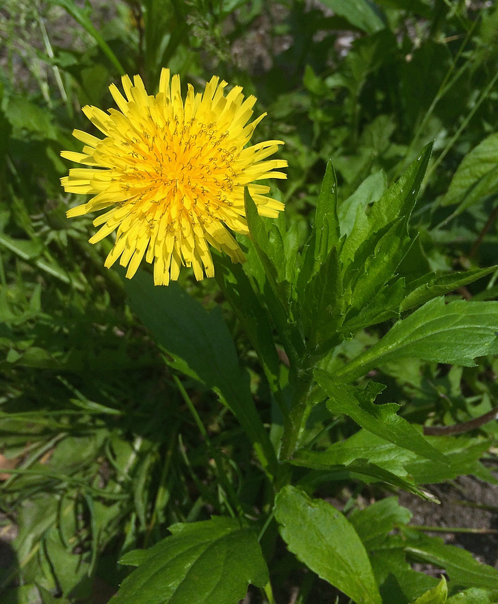 dandelion, flowers, yellow, huang, grass, weed, green