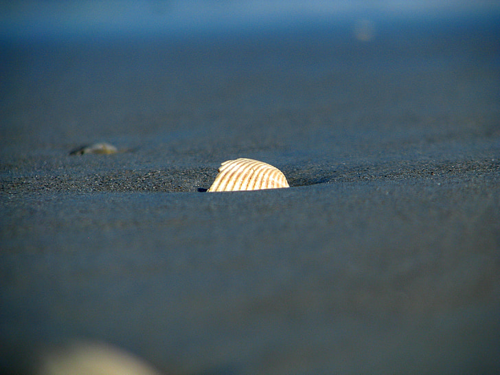 seashell, scallop, beach, sea, florida, sand, sandy beach
