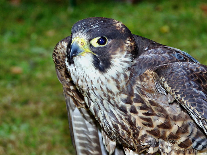 Peregrine falcon, Tier, Vögel, falknerrei