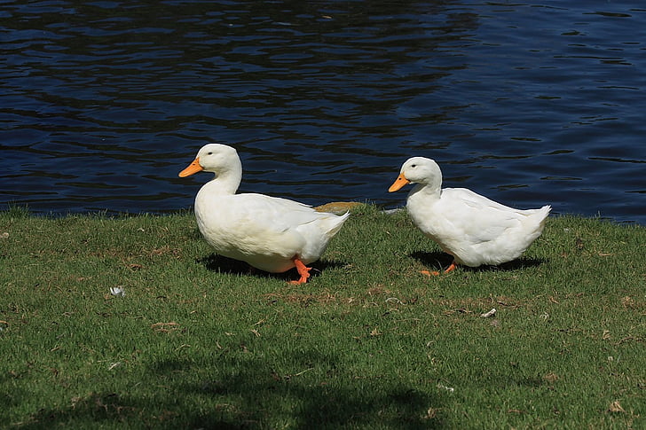 ducks, duck, waterfowl, domestic ducks, barnyard ducks, pond, lake