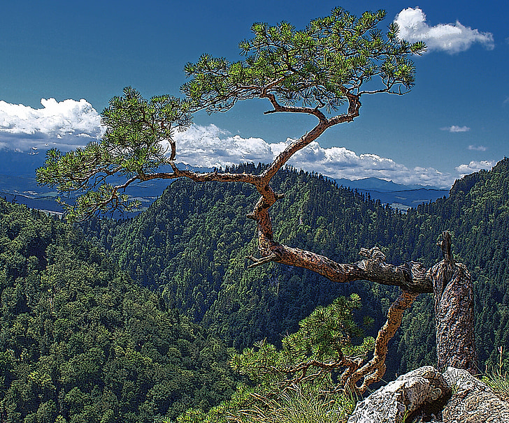 copac, natura, Foto stoc de copac, Double-jointed şi a unui stoc, conifere, vara, verde