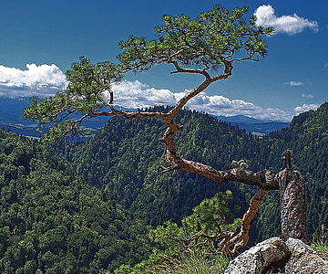 δέντρο, φύση, Stock φωτογραφία του δέντρου, ότι και να έχει ένα απόθεμα, κωνοφόρα, το καλοκαίρι, πράσινο