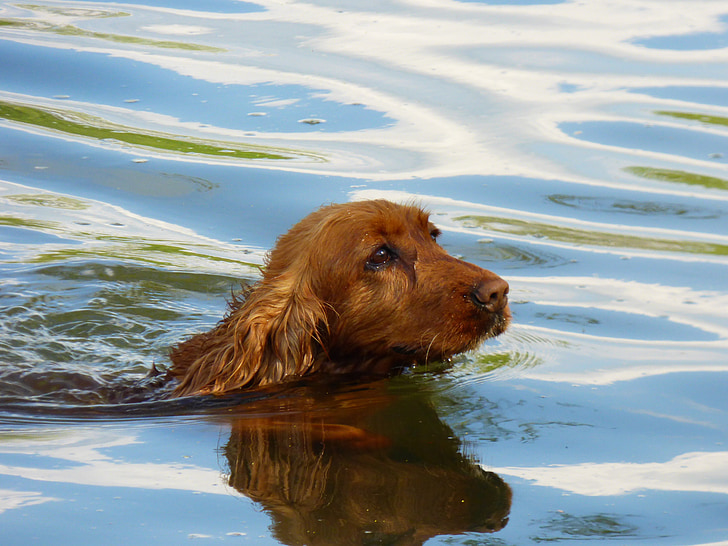 dog, water, river, bathing, the spaniard, brown coat