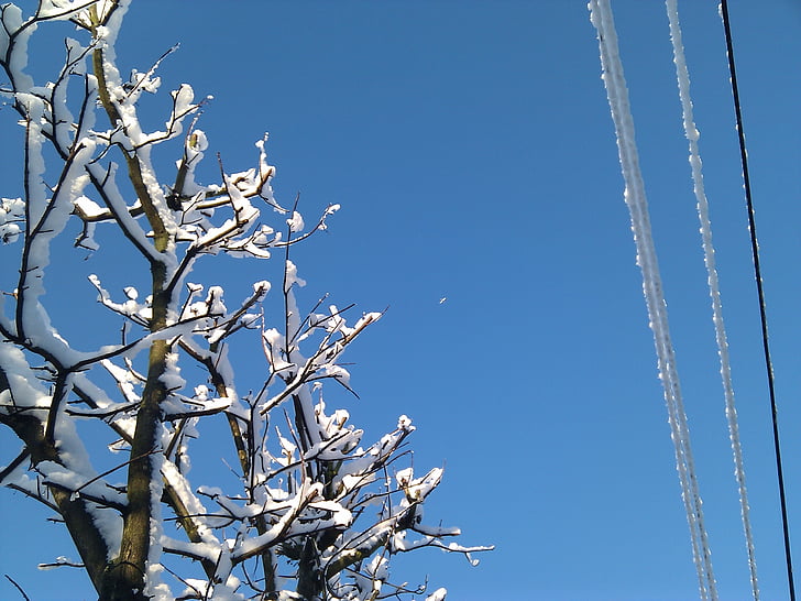 musim dingin, salju, dingin, langit, biru, pohon, cabang