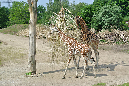 girafa, tineri, natura, creşterea