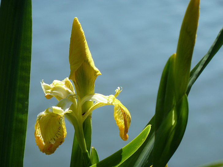 water lily, bank, lily, water, lake, aquatic plant, blossom
