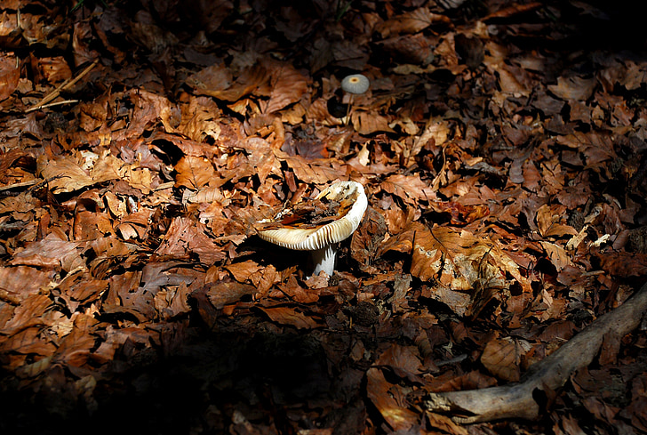 houby, podzim, Les, listy, Příroda, houby, pole