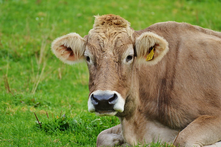 tehén, Allgäu, cuki, legelő, marhahús, állattenyésztés, állat