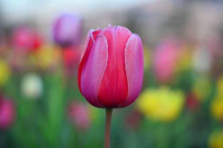 Tulpen, rood, levendige kleuren, natuur, Turkije, lente, plant