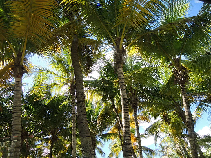 Palm, boom, zon, licht, bomen, Antigua