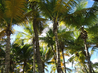 Palm, træ, solen, lys, træer, Antigua