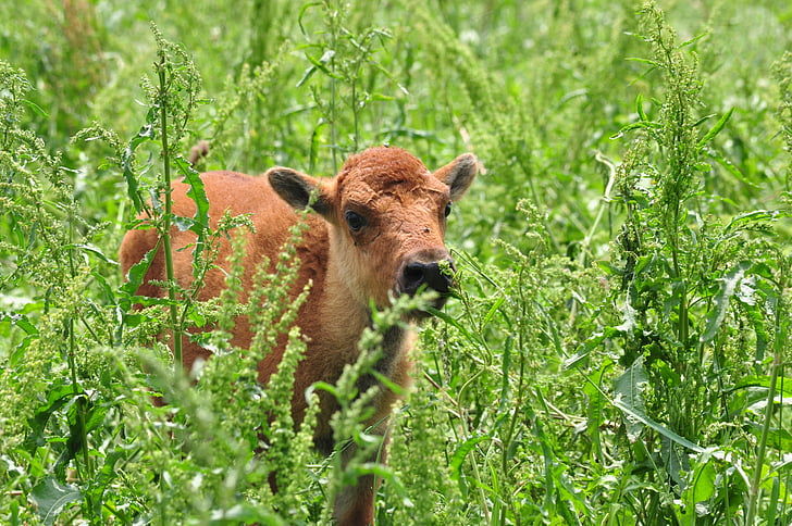 bison, baby, cute, wildlife, young, grass, mammal