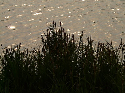 rush, reed, reeds, water, lake, bank, plant