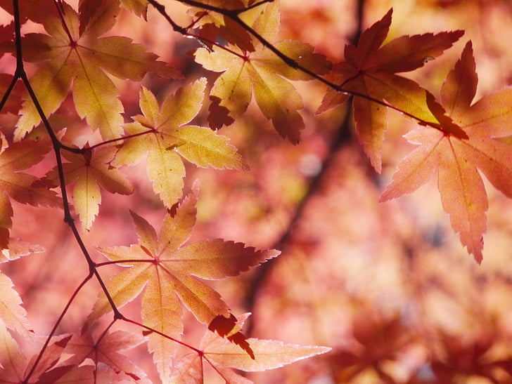 sonbahar yaprakları, Sonbahar, aomoriya, yıldızlı resort, akçaağaç, Aomori, Japonya