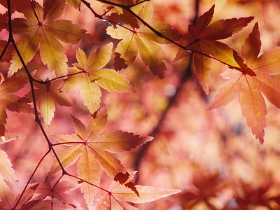 herfst bladeren, herfst, aomoriya, sterren resort, esdoorn, Aomori, Japan