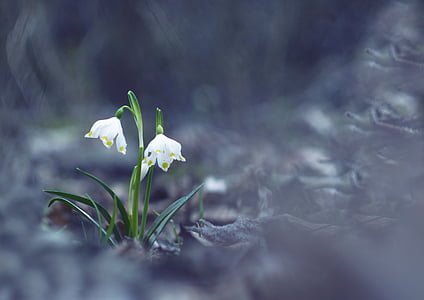 sněhová vločka, jaro, bílá, květiny, Příroda, makro, rostliny