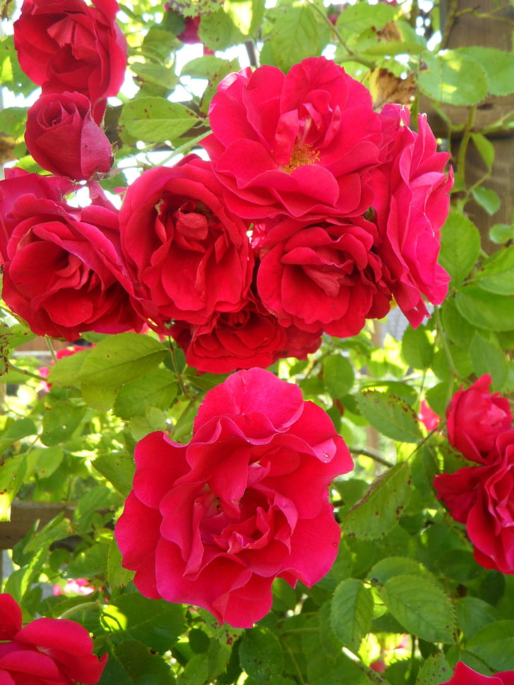 jardín, Rosas, rosas trepadoras, enrejado de rosa, flores, floración, rosa