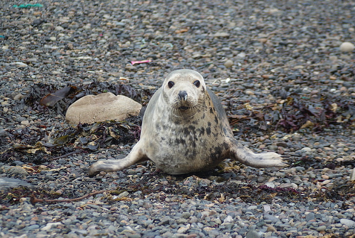 Seal, gewone zeehond, zoogdier, dieren in het wild, Marine