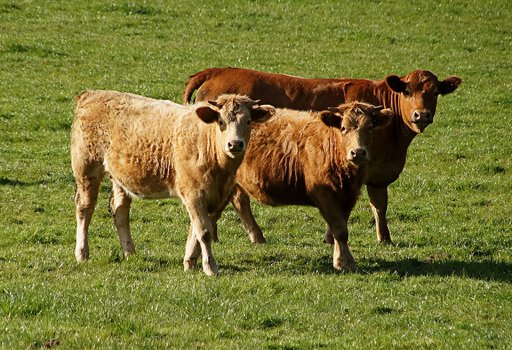 говеждо месо, Бул, пасища, кафяв, храна, преживни животни, Животновъдство