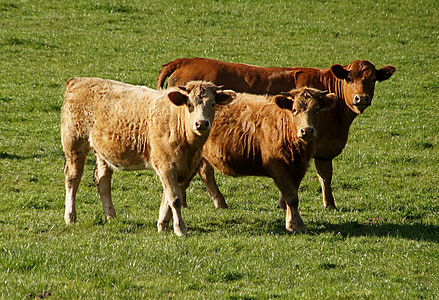 thịt bò, Bull, đồng cỏ, màu nâu, thực phẩm, ruminant, chăn nuôi