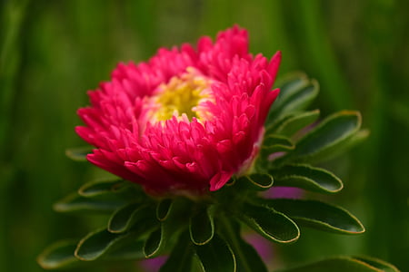 Dahlia, Bud, Hoa, Blossom, nở hoa, vật liệu composite, vườn hoa