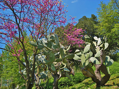 tropiske planter, øret kaktus, pflanzenmix