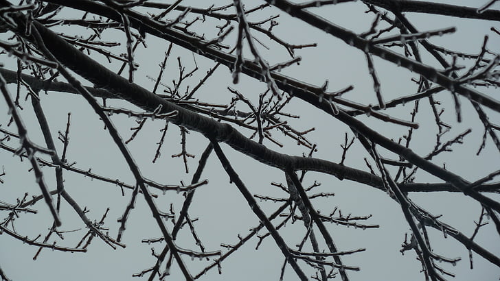 băng, chi nhánh, cây, mùa đông, cảnh quan, lạnh, Thiên nhiên