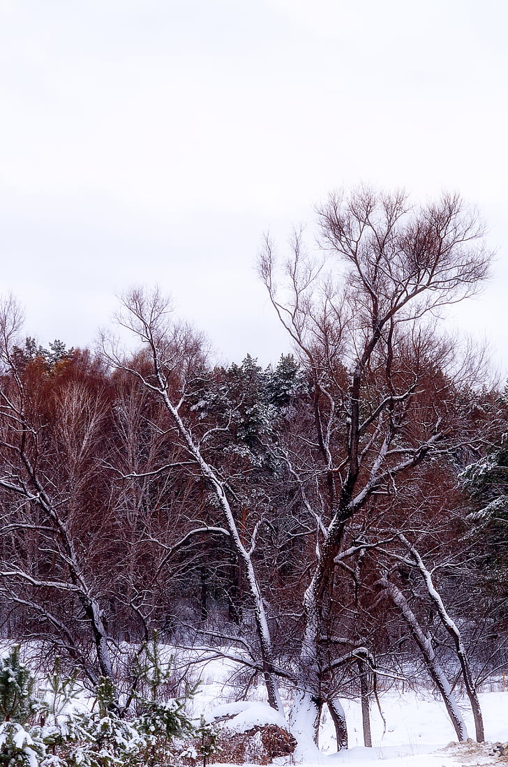 miško, sniego, medis, žiemą miške, medžiai, Gamta, sniegas žiemos gamta