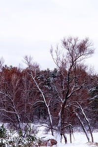 bosc, neu, arbre, bosc d'hivern, arbres, natura, naturalesa de l'hivern de neu