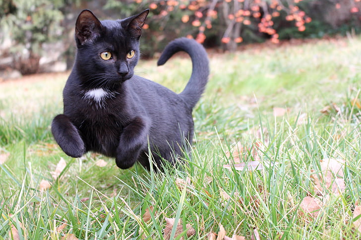 čierna, mačiatko, mačka, fretky, čierny Kocúr, Domáce zvieratá, čierna mačka v záhrade