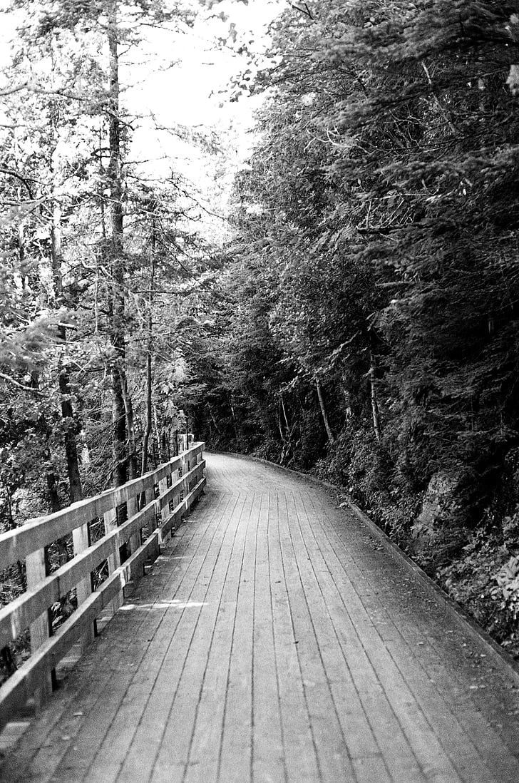 grayscale, photography, roadway, tall, trees, wood, path