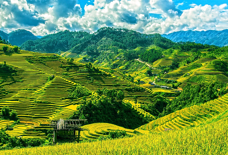 rýžové terasy, rýžová pole, mu cang chai, Yen bai, Vietnam, zemědělství, farma