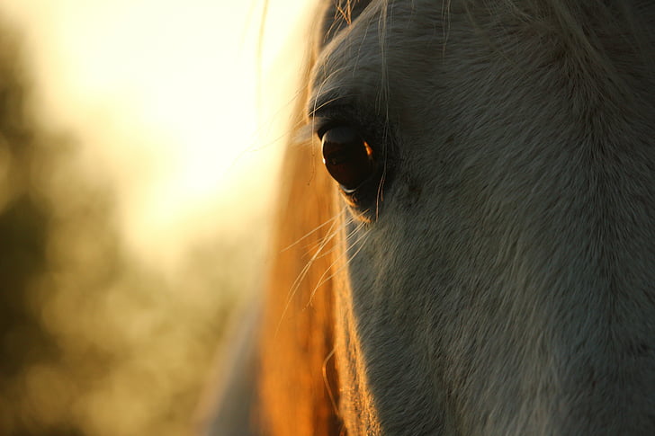 hest, skimmel, Thoroughbred arabiske, hest øje, efterår, græs, hingst
