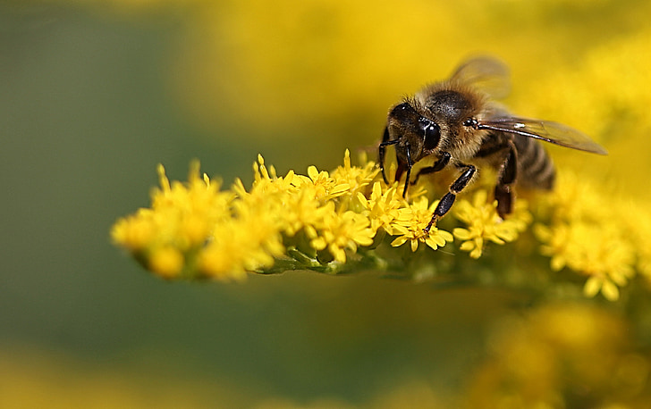 abeja, amarillo, planta, insectos, flor, floración, polen