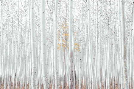 白色, 树木, 植物, 自然, 户外, 视图, 雪