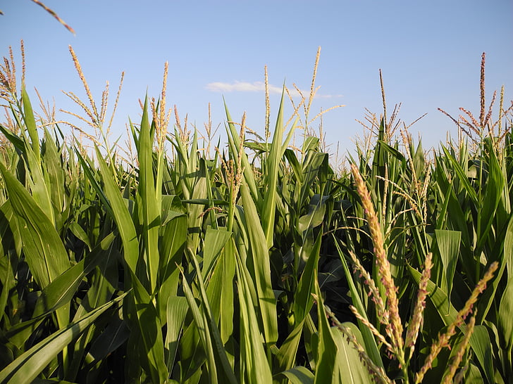 kukurūza, lauks, lauksaimniecība, augkopības, auss, zaļumi, daba