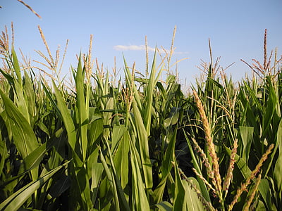 corn, field, agriculture, crop, ear, foliage, nature